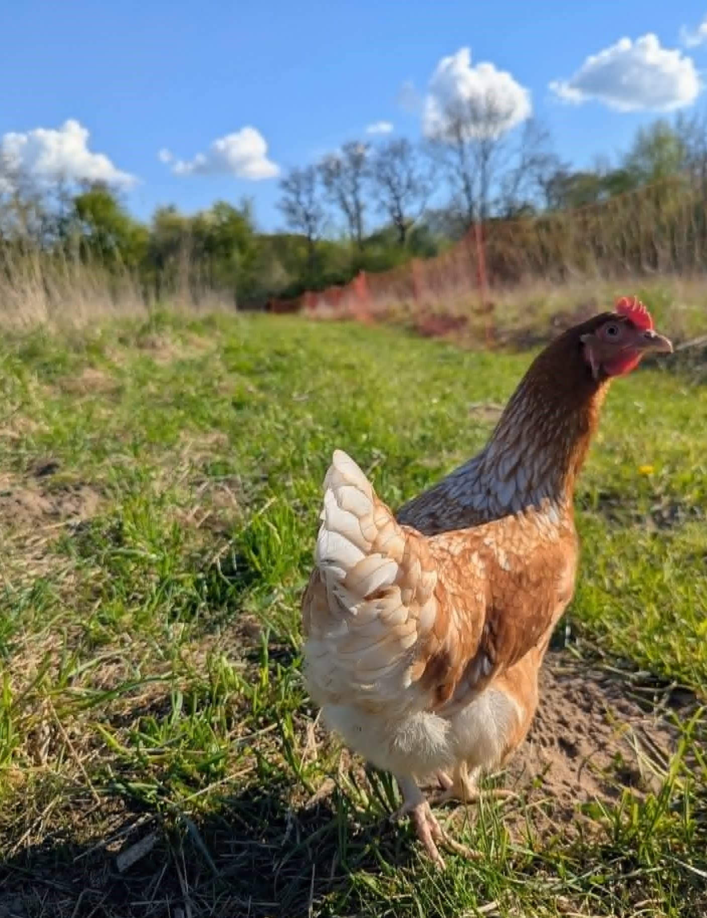 Fritgående høne på marken ved Bækgaardens naturbrug