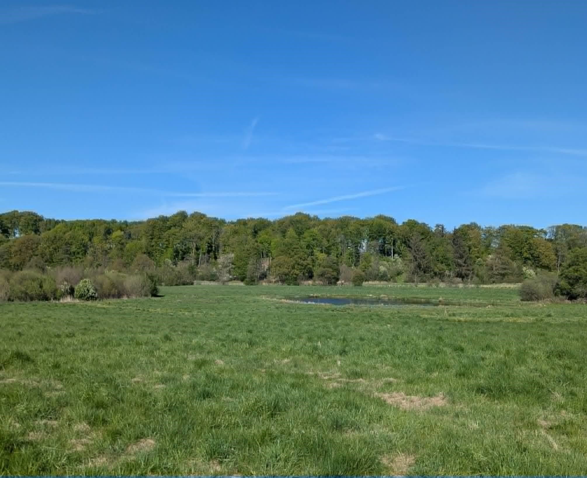 Grøn eng med sø og skov ved Bækgaardens naturbrug nær Låsby