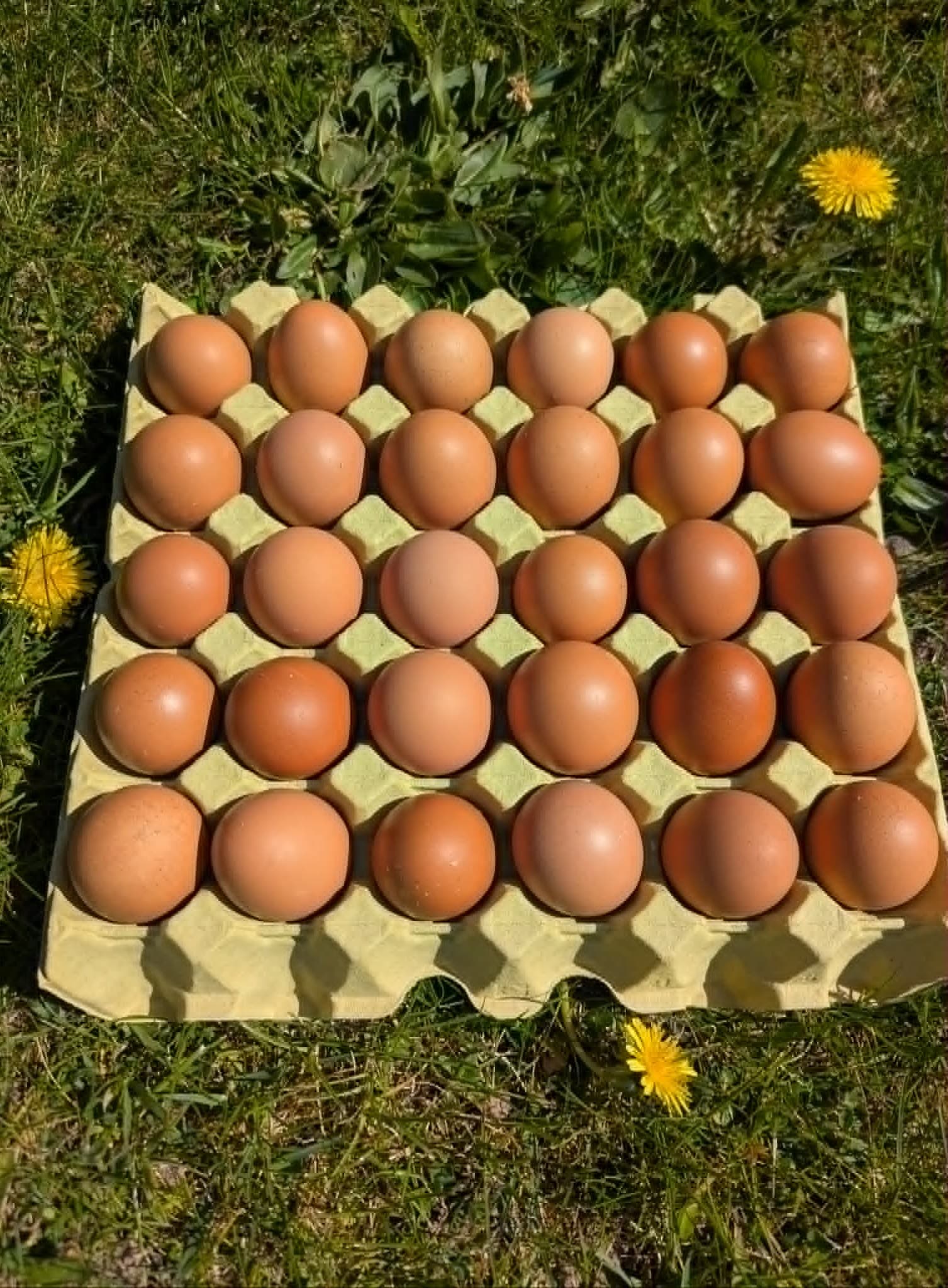 Fritgående græsæg (bakke med 30 stk)